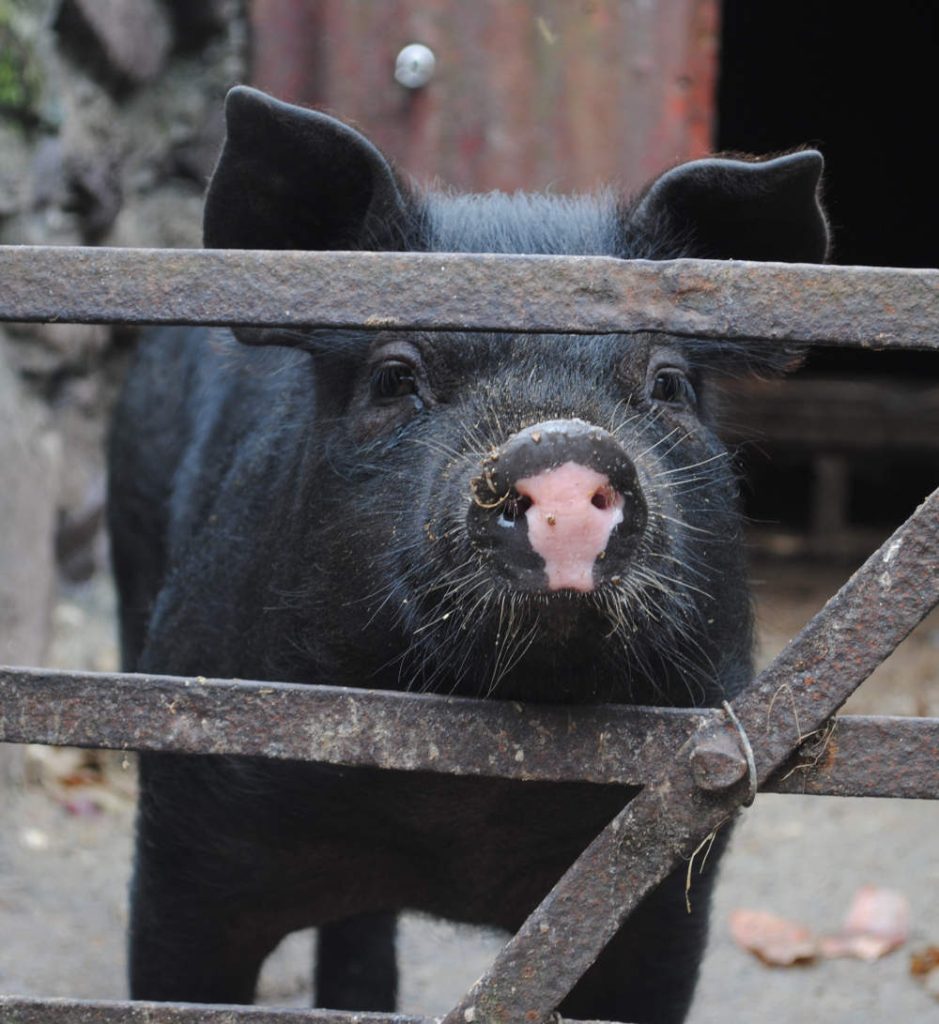 ireland host farm pig