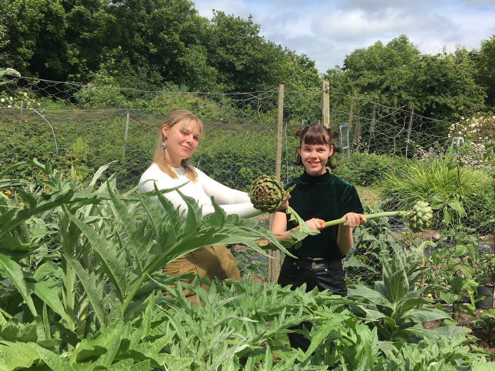 harvesting artichokes - wwoofing in ireland